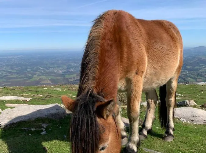 Les Hauts De Biantenia Avec Wifi